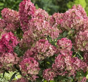 Hortenzie latnatá 'Petit Lantern' - Hydrangea paniculata 'Petit Lantern'