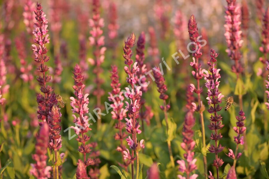 Šalvěj hajní 'Caradonna Pink' - Salvia nemorosa 'Caradonna Pink'