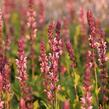 Šalvěj hajní 'Caradonna Pink' - Salvia nemorosa 'Caradonna Pink'