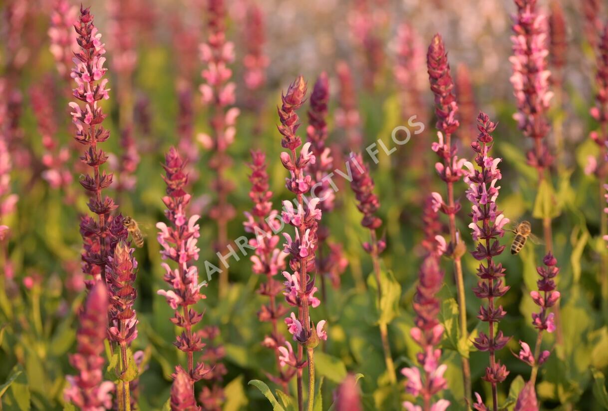 Šalvěj hajní 'Caradonna Pink' - Salvia nemorosa 'Caradonna Pink'