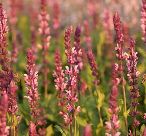 Šalvěj hajní 'Caradonna Pink' - Salvia nemorosa 'Caradonna Pink'