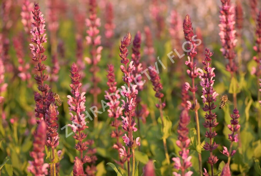 Šalvěj hajní 'Caradonna Pink' - Salvia nemorosa 'Caradonna Pink'
