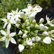 Pažitka čínská - Allium tuberosum