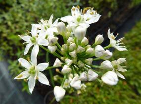 Pažitka čínská - Allium tuberosum