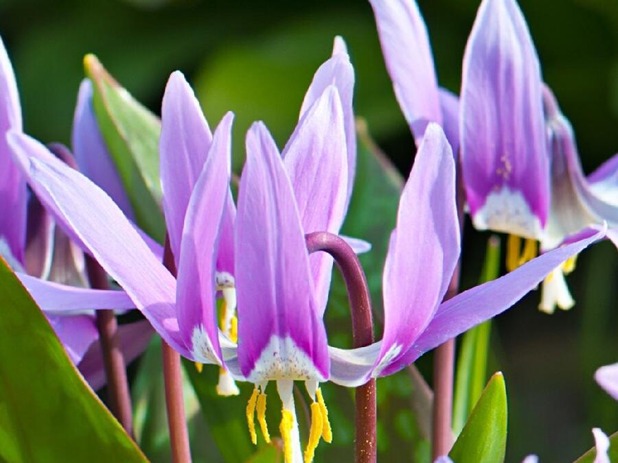 Kandík psí zub 'Lilac Wonder' - Erythronium Dens-Canis 'Lilac Wonder'