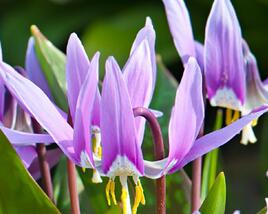Kandík psí zub 'Lilac Wonder'