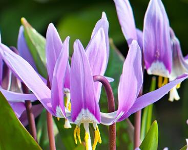 Kandík psí zub 'Lilac Wonder'