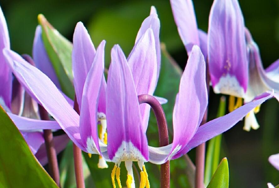 Kandík psí zub 'Lilac Wonder' - Erythronium Dens-Canis 'Lilac Wonder'