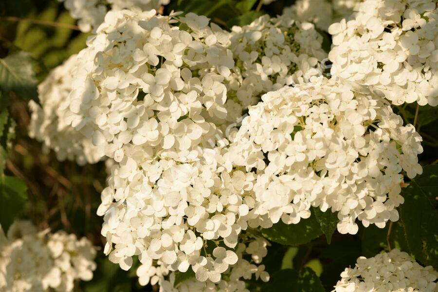 Hortenzie stromečková 'Incrediball' Strong Annabelle - Hydrangea arborescens 'Incrediball' Strong Annabelle