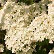 Hortenzie stromečková 'Incrediball' Strong Annabelle - Hydrangea arborescens 'Incrediball' Strong Annabelle