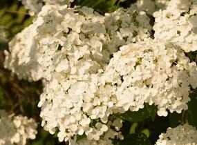 Hortenzie stromečkovitá 'Incrediball' Strong Annabelle - Hydrangea arborescens 'Incrediball' Strong Annabelle