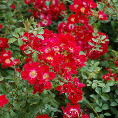 Růže mnohokvětá Meilland 'Red Meidiland' - Rosa MK 'Red Meidiland'