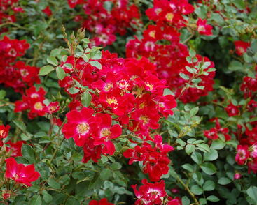 Růže mnohokvětá Meilland 'Red Meidiland'