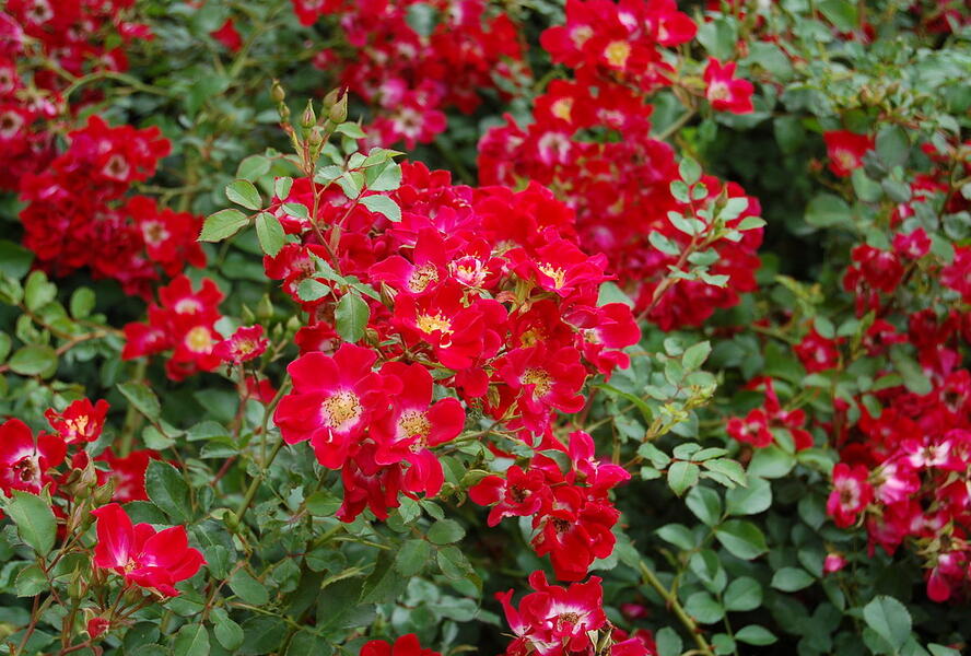 Růže mnohokvětá Meilland 'Red Meidiland' - Rosa MK 'Red Meidiland'