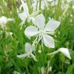 Svíčkovec 'Snowbird' - Gaura lindheimeri 'Snowbird'