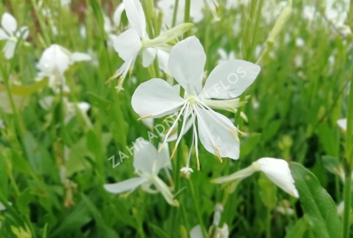 Svíčkovec 'Snowbird' - Gaura lindheimeri 'Snowbird'