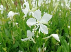 Svíčkovec 'Snowbird' - Gaura lindheimeri 'Snowbird'