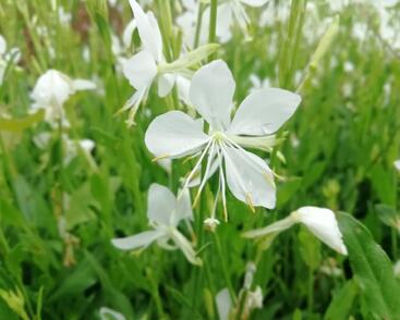 Svíčkovec 'Snowbird'