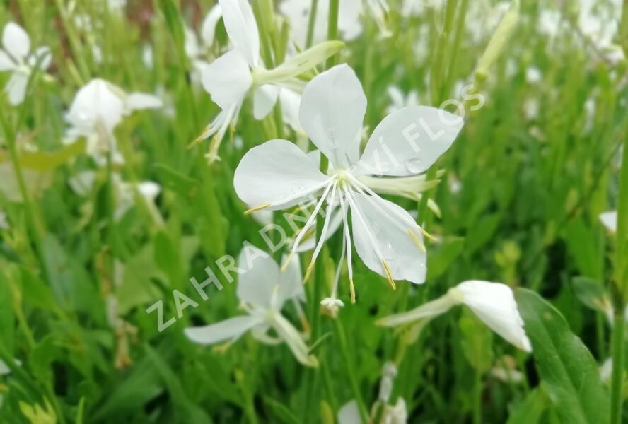 Svíčkovec 'Snowbird' - Gaura lindheimeri 'Snowbird'