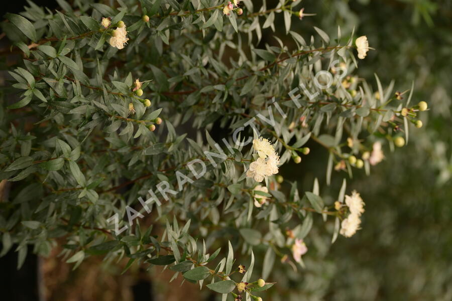 Myrta obecná ssp. tarentina - Myrtus communis ssp. tarentina