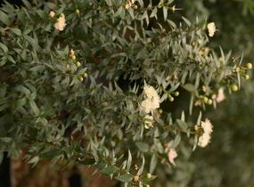 Myrta obecná ssp. tarentina - Myrtus communis ssp. tarentina