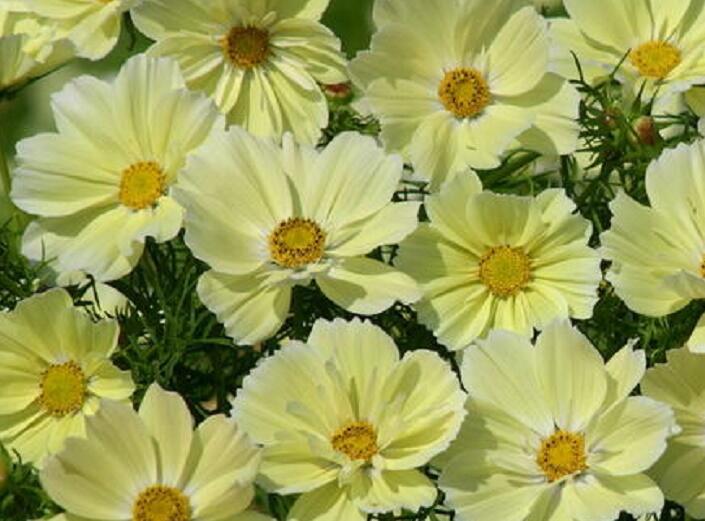 Krásenka zpeřená 'Xanthos' - Cosmos bipinnatus 'Xanthos'