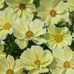 Krásenka zpeřená 'Xanthos' - Cosmos bipinnatus 'Xanthos'