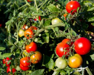 Rajče tyčkové 'Sonet'