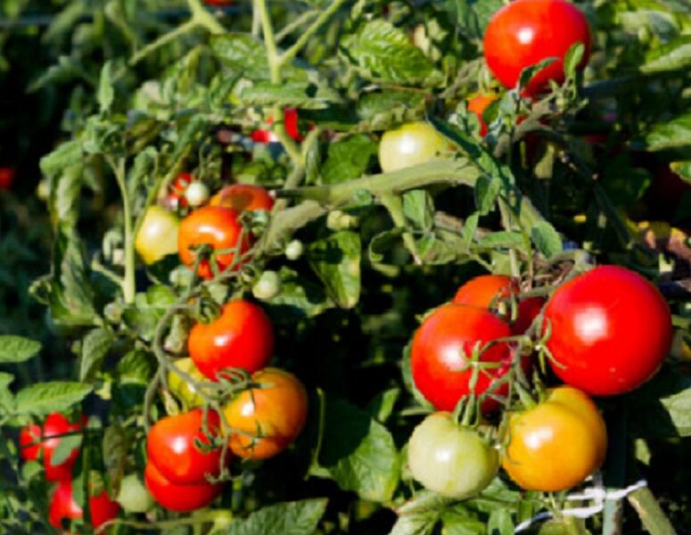 Rajče tyčkové 'Sonet' - Lycopersicon esculentum 'Sonet'