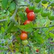 Rajče divoké 'Tomate Rote Murel' - Lycopersicon pimpinellifolium 'Tomate Rote Murel'