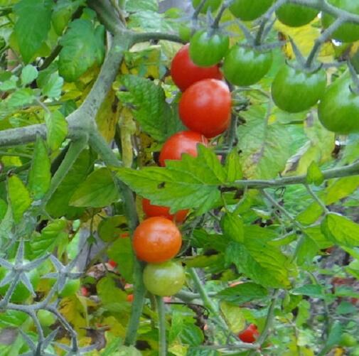 Rajče divoké 'Tomate Rote Murel' - Lycopersicon esculentum 'Tomate Rote Murel'