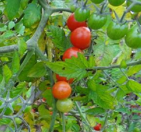 Rajče divoké 'Tomate Rote Murel' - Lycopersicon pimpinellifolium 'Tomate Rote Murel'