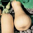 Tykev muškátová 'Butternut Liscia' - Cucurbita moschata 'Butternut Liscia'