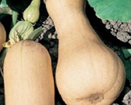 Tykev muškátová 'Butternut Liscia'