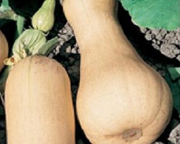 Tykev muškátová 'Butternut Liscia'