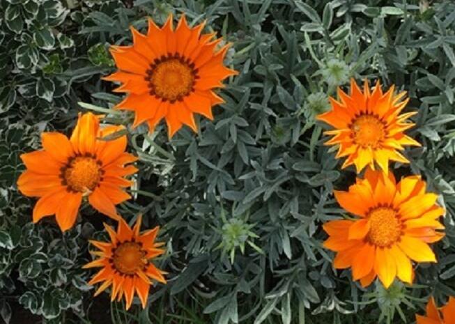 Gazánie zářivá 'Impressa Orange Flame' - Gazania rigens 'Impressa Orange Flame'