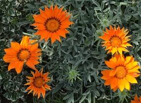 Gazánie zářivá 'Impressa Orange Flame' - Gazania rigens 'Impressa Orange Flame'