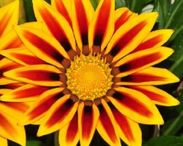 Gazánie zářivá 'Impressa Orange Flame'