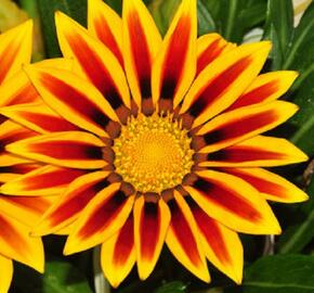 Gazánie zářivá 'Impressa Orange Flame' - Gazania rigens 'Impressa Orange Flame'