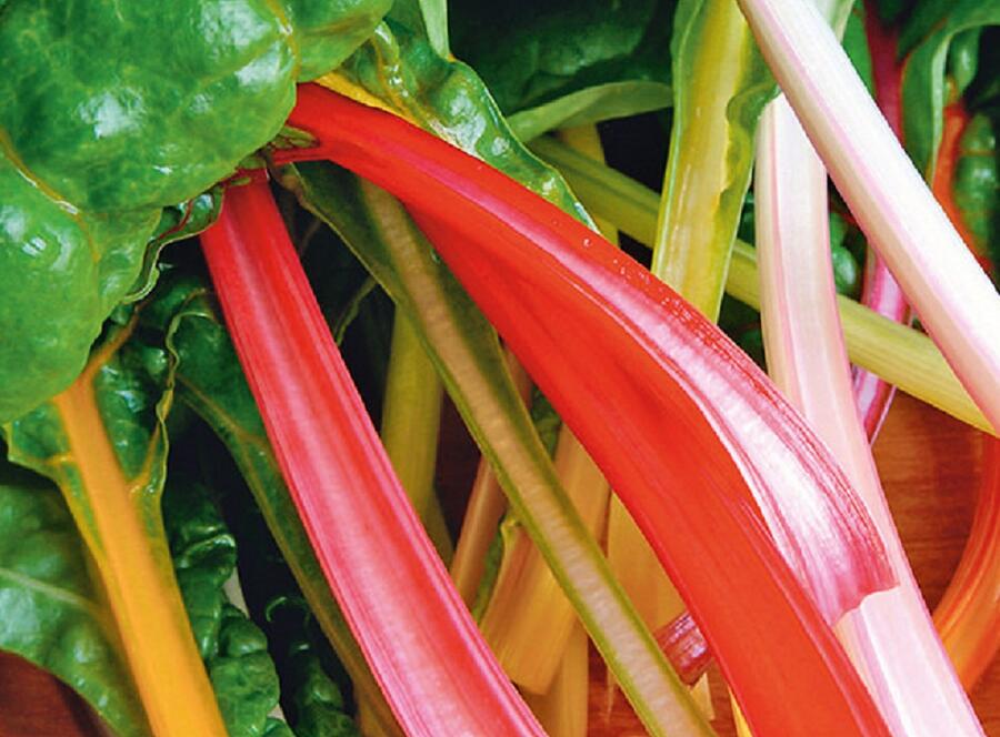 Mangold 'Bright Lights' - Beta vulgaris var. 'Mangold Bright Lights'