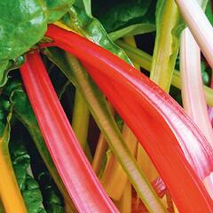 Mangold 'Bright Lights' - Beta vulgaris var. 'Mangold Bright Lights'