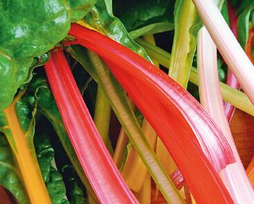 Mangold řapíkatý 'Bright Lights'