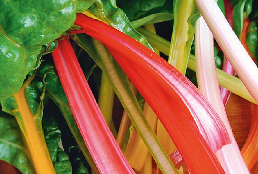 Mangold řapíkatý 'Bright Lights' - Beta vulgaris var. cicla 'Bright Lights'