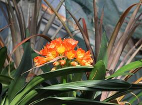 Klívia, Řemenatka suříková - Clivia miniata