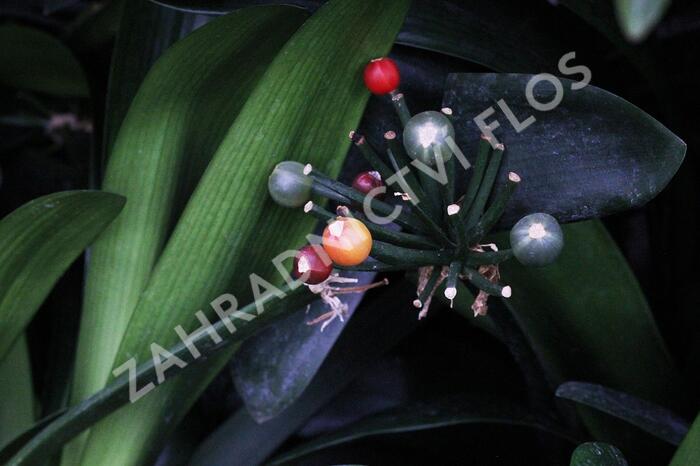 Klívia, Řemenatka suříková - Clivia miniata
