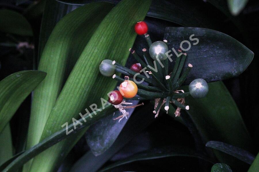 Klívia, Řemenatka suříková - Clivia miniata
