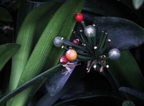 Klívia, Řemenatka suříková - Clivia miniata