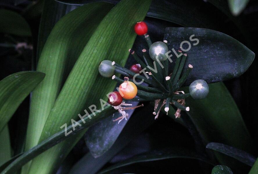 Klívia, Řemenatka suříková - Clivia miniata