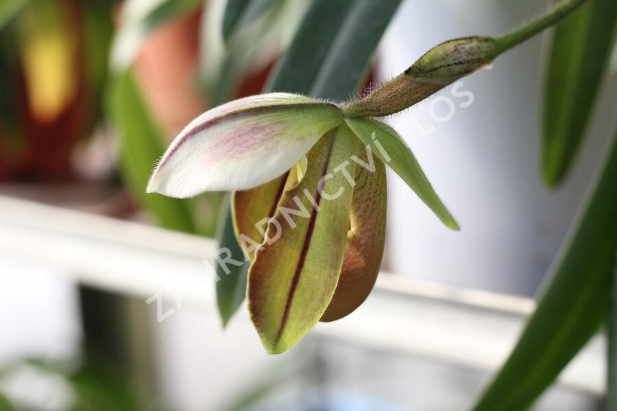 Střevíčník - Paphiopedilum lathamianum