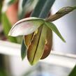Střevíčník - Paphiopedilum lathamianum